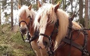 Nöt & Häst
